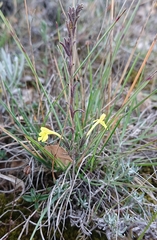 Odontites longiflorus