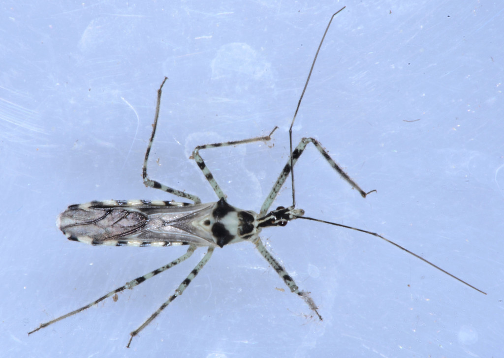 Four-spurred Assassin Bug
