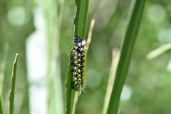 Leucanella memusae