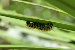 Leucanella memusae