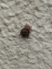 Subcoccinella vigintiquatuorpunctata