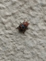 Subcoccinella vigintiquatuorpunctata