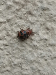 Subcoccinella vigintiquatuorpunctata