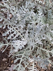 Constancea nevinii