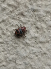 Subcoccinella vigintiquatuorpunctata