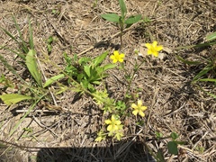 Ranunculus fascicularis