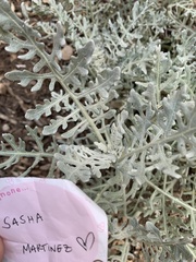 Constancea nevinii