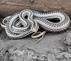 Philodryas psammophidea