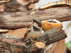 Passer domesticus