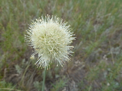 Allium leucocephalum