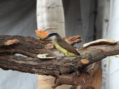 Pitangus sulphuratus