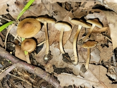 Inocybe microteroxantha