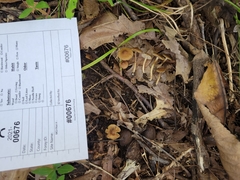 Inocybe microteroxantha