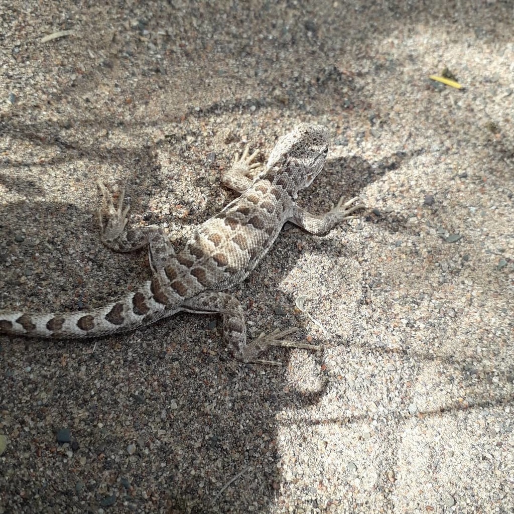 Cuyo Smooth-Throated Lizard