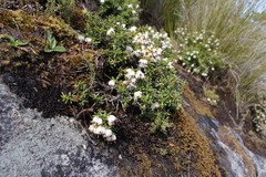 Erica petiolaris