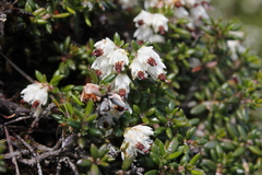 Erica petiolaris