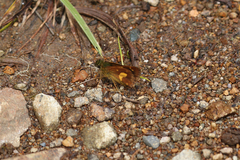 Dalla mesoxantha