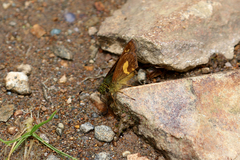 Dalla mesoxantha