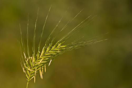 Dasypyrum