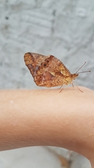 Euptoieta hegesia