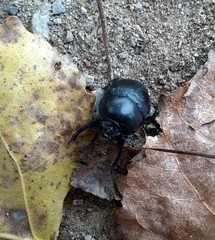 Sericotrupes niger