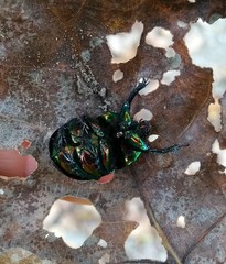 Sericotrupes niger