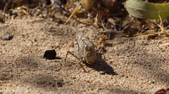 Trimerotropis pseudofasciata
