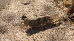 Trimerotropis pseudofasciata