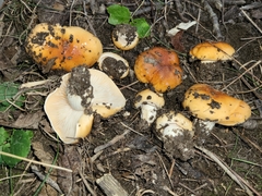Hygrophorus subsalmonius