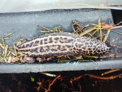 Limax maximus