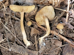 Inocybe microteroxantha