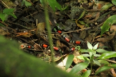 Micrurus altirostris