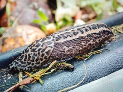 Limax maximus