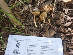 Inocybe microteroxantha