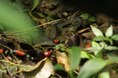 Micrurus altirostris