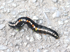 Oraesia emarginata