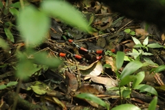 Micrurus altirostris