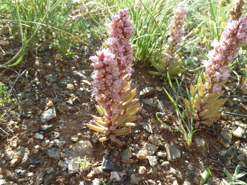 Orostachys fimbriata