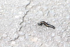 Oraesia emarginata