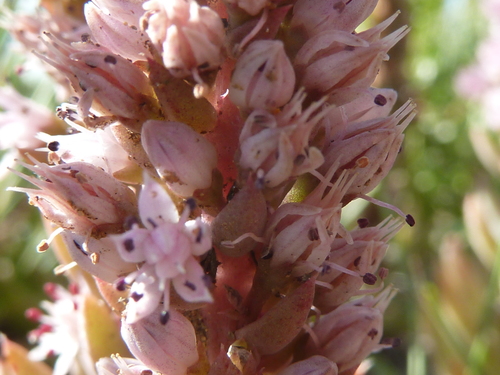 Orostachys fimbriata