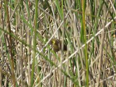 Pseudocolopteryx flaviventris