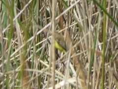 Pseudocolopteryx flaviventris