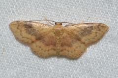 Leptostales rubromarginaria
