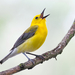 Prothonotary Warbler - Photo no rights reserved, uploaded by Owen Strickland