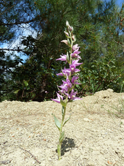 Cephalanthera kurdica