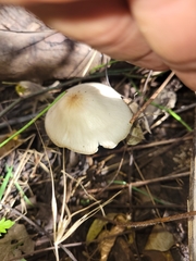 Oudemansiella limonispora