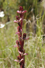 Disa ophrydea