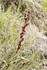 Disa ophrydea