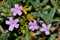 Glandularia teucriifolia