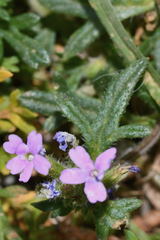 Glandularia teucriifolia